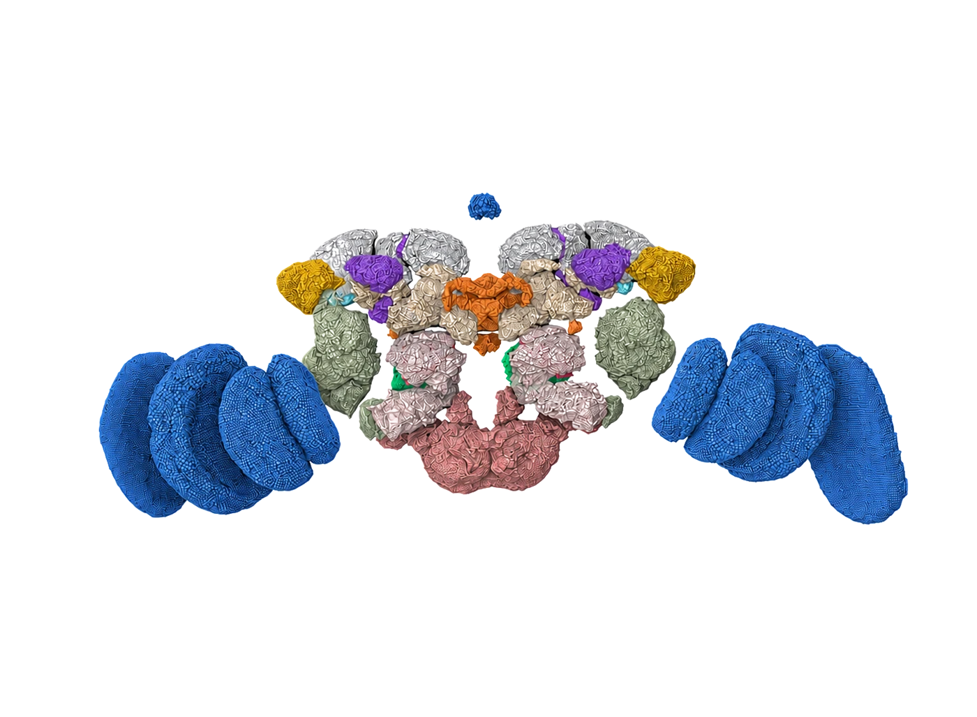 Digitized brain of a fly